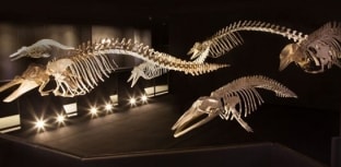 Museu Oceanográfico apresenta acervo