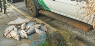 Pesca predatória no Paraná