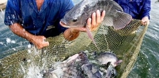 Piscicultura: tilápia muda a matriz de produção da piscicultura