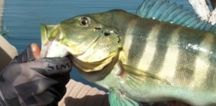 Vem aí o 3º Torneio Internacional de Pesca ao Tucunaré - PESTI