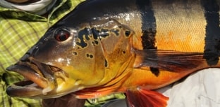 Escassez de tucunaré preocupa adeptos da pesca esportiva em Barcelos