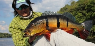 Associação de Barcelos faz petição pela proibição da pesca predatória do tucunaré-açu