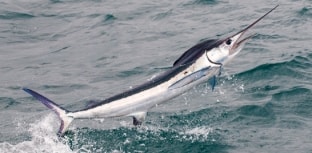 Pesca oceânica é tema de workshop em SC