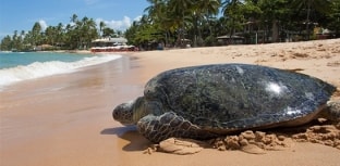 III Semana do Mar em Ubatuba começa dia 05