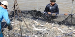 Sustentabilidade é opção para crescimento da produção de pescado