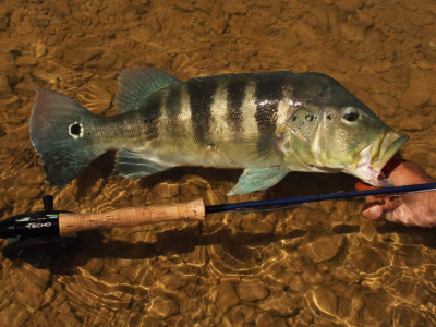 Torneios no Amazonas e Paraná foram os destaques do final de semana. Foto: Fish TV.