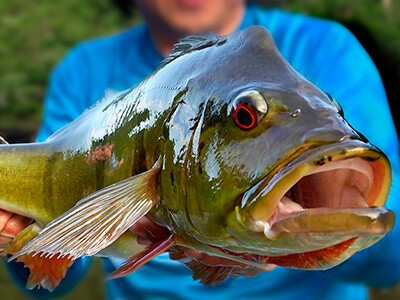 Federações de pesca esportiva de diferentes estados se manifestam