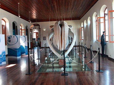 Museu de Pesca de São Paulo lança tour virtual