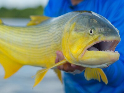 Cuidados de prevenção do Covid-19 no retorno para a pesca