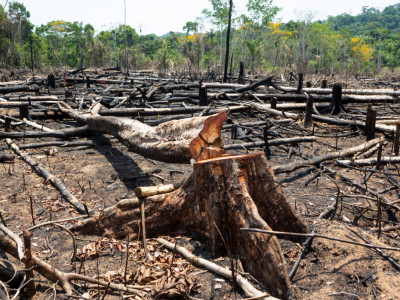 Nos próximos 30 anos, Brasil deve desmatar cerca de 65 milhões de hectares, diz Oxford