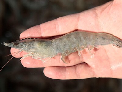 Semana do Pescado vai acontecer até o dia 15 de setembro