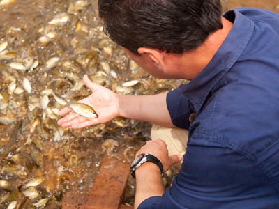 Instituto de pesca oferecerá curso sobre melhoramento genético de peixes