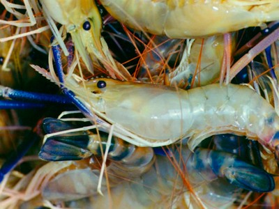 Instituto de Pesca oferece curso sobre criação de camarões em água doce