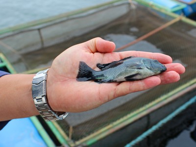 Feira Paraná contará com simpósio sobre aquacultura