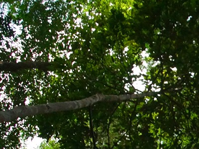 Documentário Pescando e Cantando - Cantos Amazônicos irá ao ar hoje na Fish TV