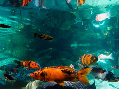 Curso de Criação e Reprodução de Peixes Ornamentais de Água Doce ocorre em São Paulo