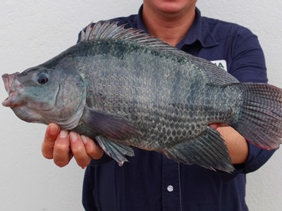 Curso para iniciantes em aquicultura ocorre em Pindamonhangaba, São Paulo