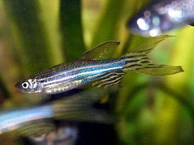 peixe paulistinha