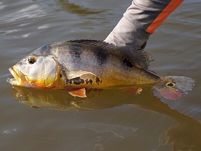 Governo de Rondônia revoga proibição da pesca esportiva