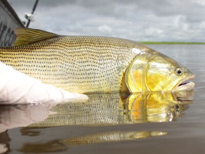 O que muda no turismo de pesca após vacina para o Covid-19