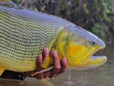 Documentário Brasiliensis está aberto no youtube da Fish TV