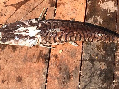 Mortandade de peixes em Sinop
