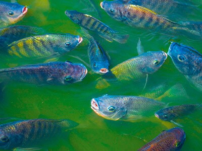 Peixe BR pede liberação da exportação da piscicultura para União Europeia