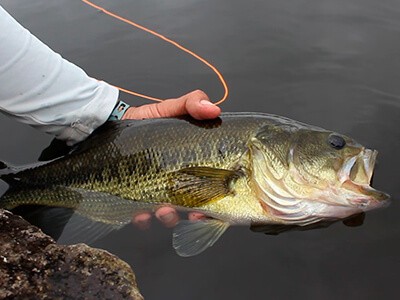 Autorização de captura do black bass no RS gera debate