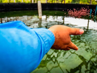 Lei facilita processo para criação de peixes