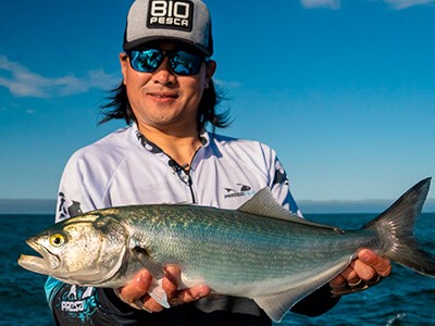 Pescaria de anchovas? Lawrence Ikeda dá dicas