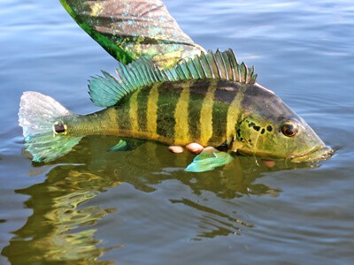 Tire suas dúvidas sobre a portaria que regulamenta pesca esportiva em unidades de conservação