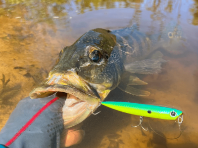 Diferenças entre pesca de fundo, pesca de meia-água e pesca de superfície