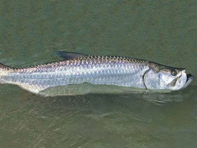 Tarpon: conheça o movimento para preservação deste peixe, símbolo do estado do Maranhão