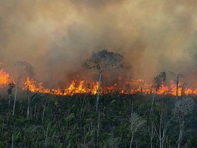 Com 4 mil queimadas só neste mês, estado do Amazonas decreta emergência ambiental