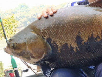 Flexibilização do ‘Transporte Zero’ no MT libera a comercialização e transporte de 100 espécies de peixe