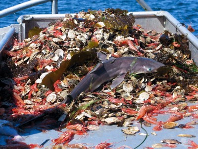 Bycatch: as espécies que sobram por não ser alvo da pesca