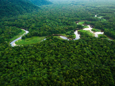Dia da Amazônia: maior floresta tropical do planeta precisa de atenção