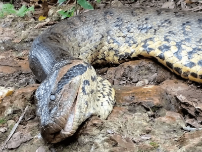 Morte natural ou zoocídio? Considerada maior sucuri do mundo é encontrada morta em Bonito, MS