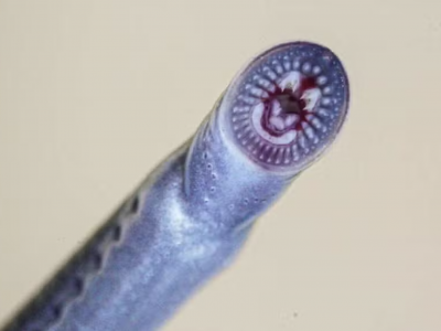 Peixe considerado extinto é visto novamente. Por que isso acontece?