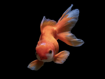 Peixe-dourado passa por procedimento cirúrgico inovador para remoção de tumor