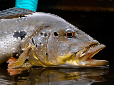 Pesca esportiva retorna à TV aberta após mais de 10 anos, com programas da Fish TV