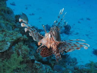 Peixe-leão é identificado pela primeira vez na Bahia e levanta alerta ambiental