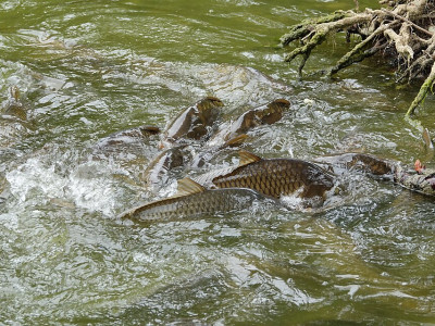 Espécies fora de seus habitats: qual o impacto na biodiversidade e na pesca esportiva? Foto: Gzen92 / Commons Wikimedia.