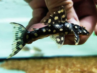 Nova espécie de peixe é descoberta no Pará