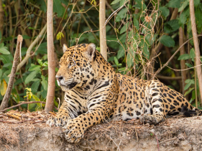 O silêncio que leva à onça. Foto: Pedro Hertz.
