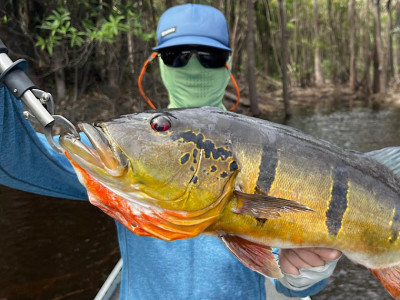 Turistas estrangeiros apaixonados pelos nossos peixes: pesca esportiva atrai visitantes e ajuda a impulsionar recorde do turismo no Brasil. Foto: Matteo Bottazzi.