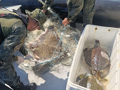 ANIMAIS MARINHOS SÃO ENCONTRADOS MORTOS EM ÁREA PROTEGIDA NO LITORAL DE SP. Foto: Divulgação / Polícia Militar Ambiental Marítima de SP.
