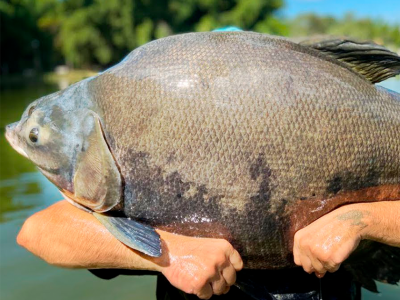 Manejo de peixes na arena paranaense do CBP: conheça a ação que promete aumentar a produtividade das etapas