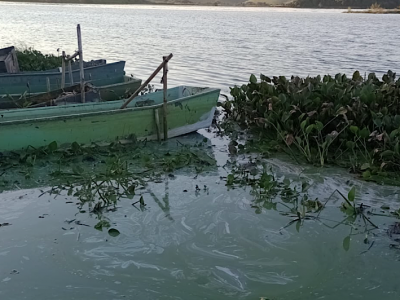 Mutirão de limpeza da Lagoa de Juturnaíba, no estado do Rio, acontece neste sábado