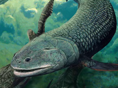380 milhões de anos: fóssil de animal ‘intermediário’ entre peixes e tetrápodes é encontrado
